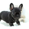 Image of Mia, a French Bulldog puppy