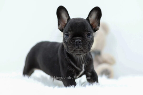 Image of Mia, a French Bulldog puppy