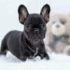 Image of Mia, a French Bulldog puppy