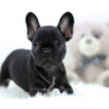 Image of Mia, a French Bulldog puppy