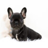 Image of Mia, a French Bulldog puppy