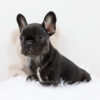 Image of Mia, a French Bulldog puppy