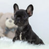 Image of Mia, a French Bulldog puppy