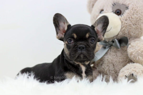 Image of Mina, a French Bulldog puppy