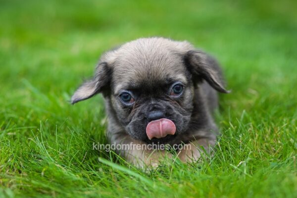 Image of Rory (Fluffy), a French Bulldog puppy