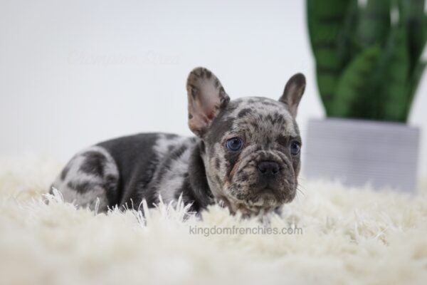 Image of Cash, a French Bulldog puppy