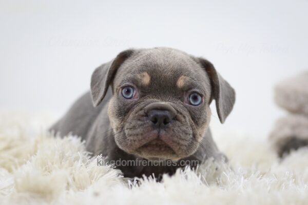 Image of Clay, a French Bulldog puppy