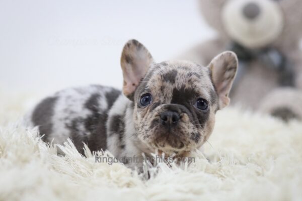 Image of Eden, a French Bulldog puppy