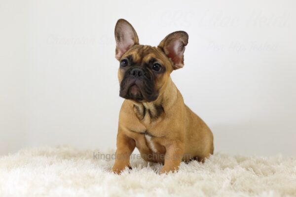 Image of Edgar, a French Bulldog puppy