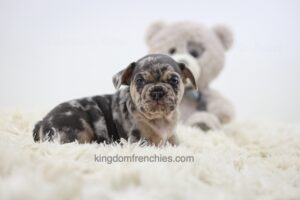 Image of Edmund, a French Bulldog puppy