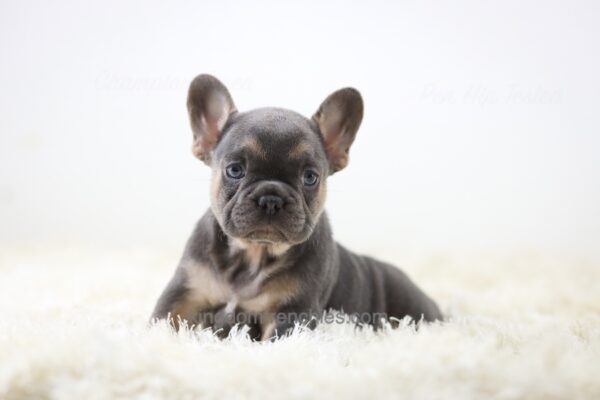 Image of Emmie, a French Bulldog puppy