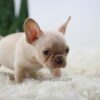 Image of Harmony, a French Bulldog puppy