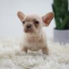 Image of Harmony, a French Bulldog puppy