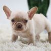 Image of Harmony, a French Bulldog puppy