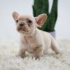 Image of Harmony, a French Bulldog puppy