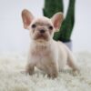 Image of Harmony, a French Bulldog puppy