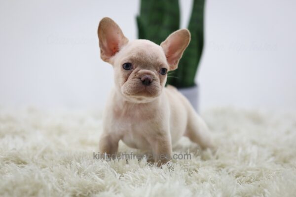 Image of Harmony, a French Bulldog puppy