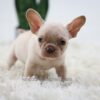 Image of Harmony, a French Bulldog puppy