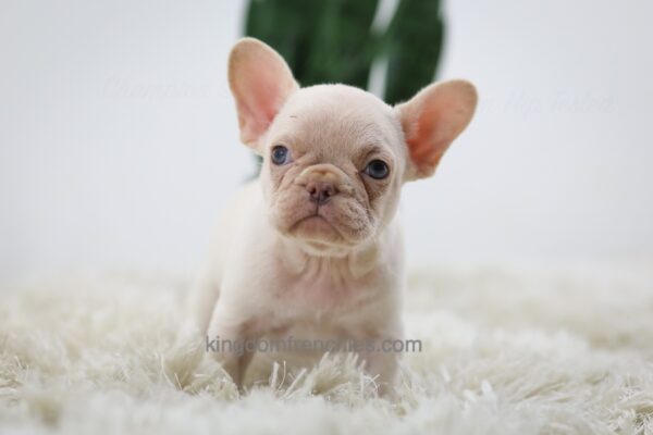 Image of Hazel, a French Bulldog puppy