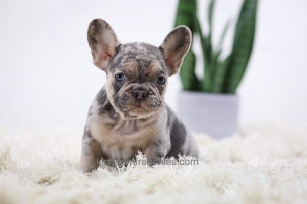 Image of Honey, a French Bulldog puppy