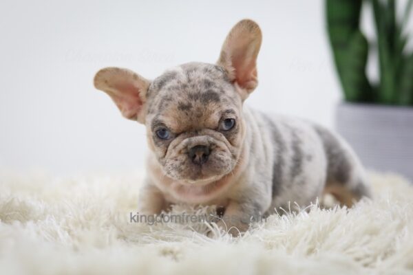 Image of Huck, a French Bulldog puppy