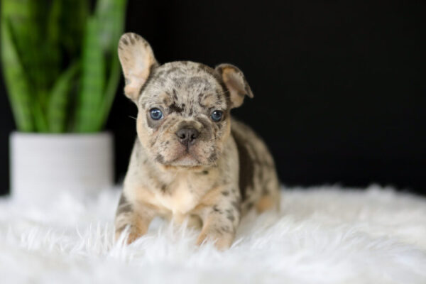 Image of Lance, a French Bulldog puppy