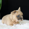 Image of Letty, a French Bulldog puppy