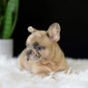 Image of Letty, a French Bulldog puppy