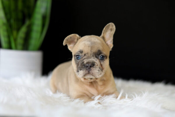 Image of Letty, a French Bulldog puppy