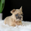 Image of Letty, a French Bulldog puppy