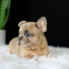 Image of Letty, a French Bulldog puppy