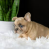 Image of Letty, a French Bulldog puppy