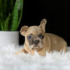 Image of Letty, a French Bulldog puppy