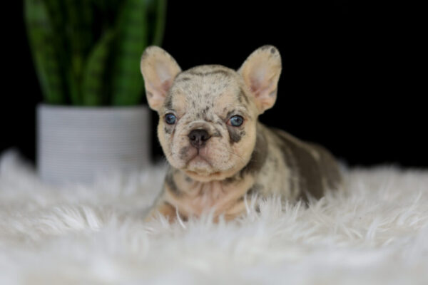 Image of Lexi, a French Bulldog puppy