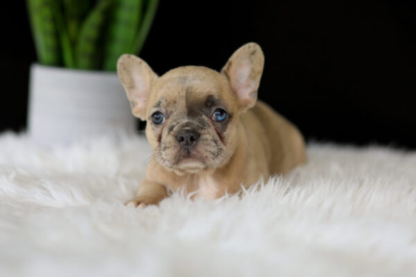 Image of Lucy, a French Bulldog puppy