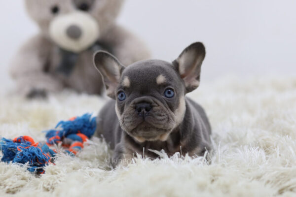 Image of Percy, a French Bulldog puppy