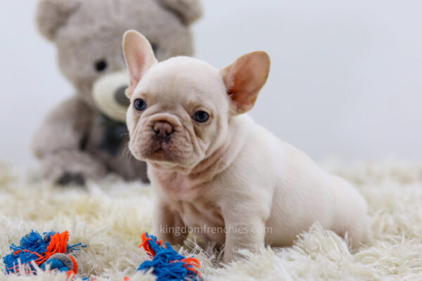 Image of Popcorn, a French Bulldog puppy