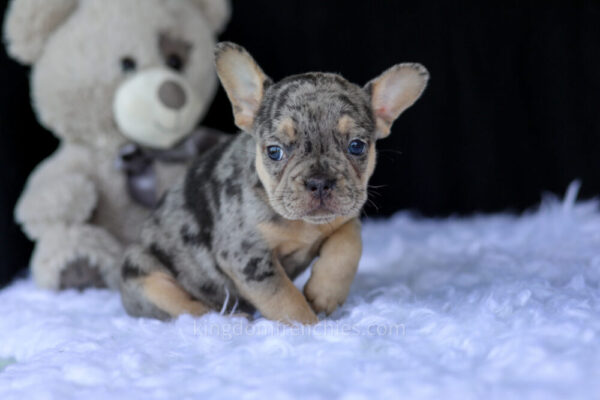 Image of Ranae, a French Bulldog puppy