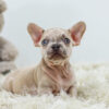 Image of Rex, a French Bulldog puppy