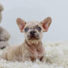 Image of Rex, a French Bulldog puppy