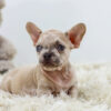 Image of Rex, a French Bulldog puppy