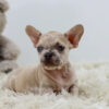 Image of Rex, a French Bulldog puppy