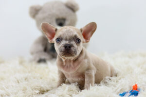 Image of Rex, a French Bulldog puppy