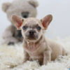 Image of Rex, a French Bulldog puppy