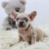 Image of Rex, a French Bulldog puppy