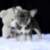 Image of Rosemary, a French Bulldog puppy