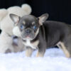 Image of Rosemary, a French Bulldog puppy