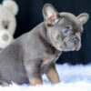 Image of Ruthie, a French Bulldog puppy