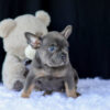 Image of Ruthie, a French Bulldog puppy