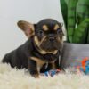 Image of Beauty, a French Bulldog puppy